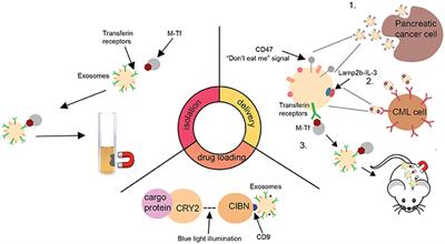 The Advances and Challenges in Utilizing Exosomes for Delivering Cancer Therapeutics